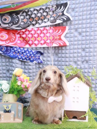 20230505ぺこちゃん